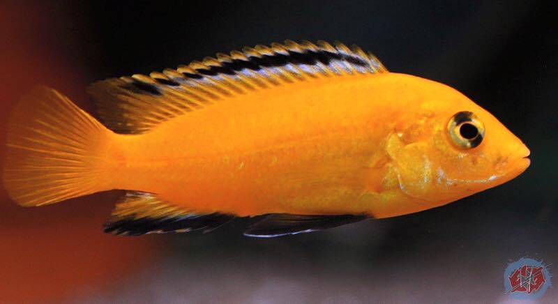 Labidochromis caeruleus 'Ruarwe'
